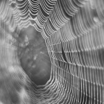 新素材！人工でクモの糸を作るベンチャー会社「スパイバー」がすごい。クモの糸の製造方法や利用方法について。
